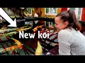 Download Lagu DIY KOI POND---NEW KOI A STUNNER OF A FISH***BREEDER MOMOTARO***