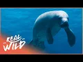 The Incredible Protection Of The Manatees Of Belize 1000 Days for the Planet