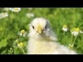 Happy Easter from KCTS 9