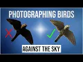 Bird photography Photographing birds against the sky Why are my pictures dark