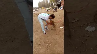 میمون بدجور گازم گرفت 