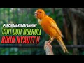 Download Lagu SUARA Kenari GACOR PANJANG Pancingan \u0026 masteran Kenari Paud AGAR gacor AMPUH Kenari MACET bunyii