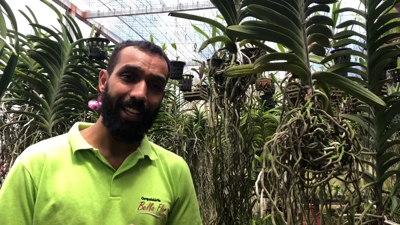 CULTIVO DE ORQUÍDEA VANDA COMO CUIDAR DE SUA VANDA
