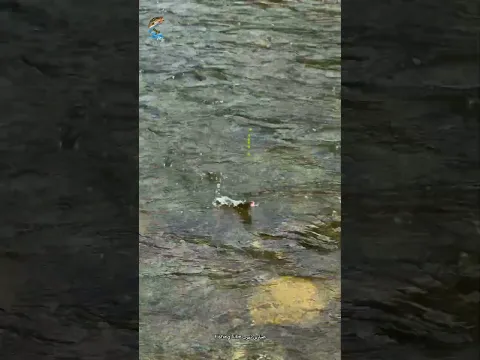 صيد السمك النهري بالسنارة🎣 part1