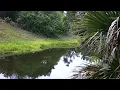Morning Bird Sounds by a Creek 🌿 Relaxing Birdsong & Water (3 Hours)