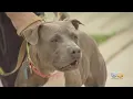 Camden County Recognizes Animal Angel