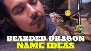 Bearded Dragon Name Ideas How To Pick The Right Name For Your Dragon