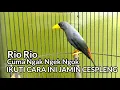 Download Lagu JALAK RIO RIO CUMAN NGAK NGEK NGOK | IKUTI CARA INI
