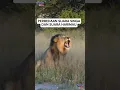 Download Lagu perbedaan raungan singa dan harimau