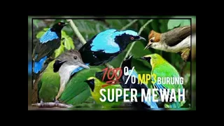 suara pikat cucak ijo dan biru