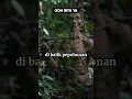 Download Lagu Suku Dayak Punan, manusia gaib penjaga rimba Kalimantan #faktaunik #nusantara #sukudayakkalimantan