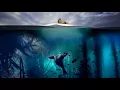 A Forest Awakens (Blue Planet 2 Soundtrack)