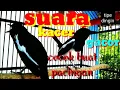 Download Lagu kacer dingin gacor juga di terik matahari suara\
