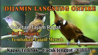 Download Cililin - Kapas Tembak - Cucak Jenggot                           #kapastembak #cililin #cucakjenggot MP3