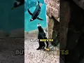 Lagu Penguin Panics After Jumping Out of Water ☠️ #shorts #penguin #zoo