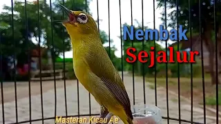 Download Pleci Dakbal Nembak Sejalur MP3