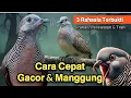 3 CARA CEPAT PERKUTUT GACOR \u0026 RAJIN MANGGUNG || Rahasia Perkutut Cepat Gacor Dengan Mudah