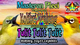 Download Masteran Pleci Tembakan Kolibri Wulung Sambung Tulit Tulit Tulit MP3