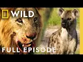 Download Lagu Hyena vs Lion: Army of Darkness (Full Episode) | Savage Kingdom Compilation | Nat Geo Animals