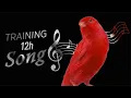 Download Lagu Red CANARY Singing 12h Training Song