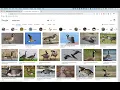 Scraping images from Google Images using google-images-download