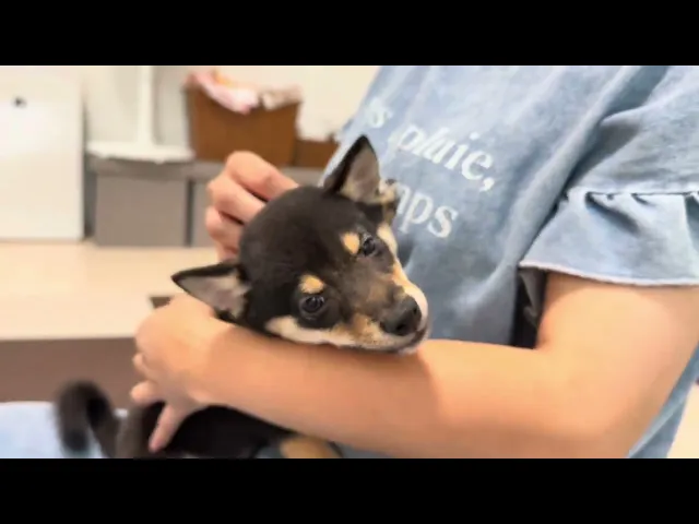 動画