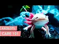 How Axolotls Make Great Pets Axolotls Care Guide