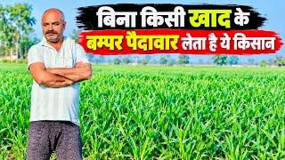 95% किसानों को नहीं पता ये गेहूँ की पैदावार बढ़ाने वाला फ़ॉर्मूला😲! Wheat Farming | Gehun ki kheti| 