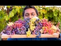 7 Varieties of Grapes YOU MUST GROW