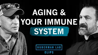 Why Your Immune System Declines With Age | Dr. Max Krummel & Dr. Andrew Huberman