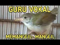 Download Lagu suara pikat prenjak ampuh // anakan prenjak minta makan