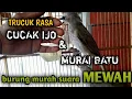 TRUCUK ISIAN CUCAK IJO DAN MURAI BATU