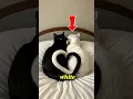 Download Lagu Which Is Rarer: Black Cats or White Cats?
