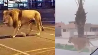 حاله نادرة وغريبه اسود تتجول في شوارع الموصل شاهد هروب أسد من صاحبه وتسبب بحوادث ورعب للناس دندنها