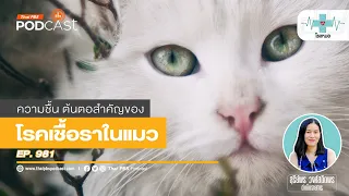 การรักษาโรคกากแมวในแมวและคนทำอย่างไร