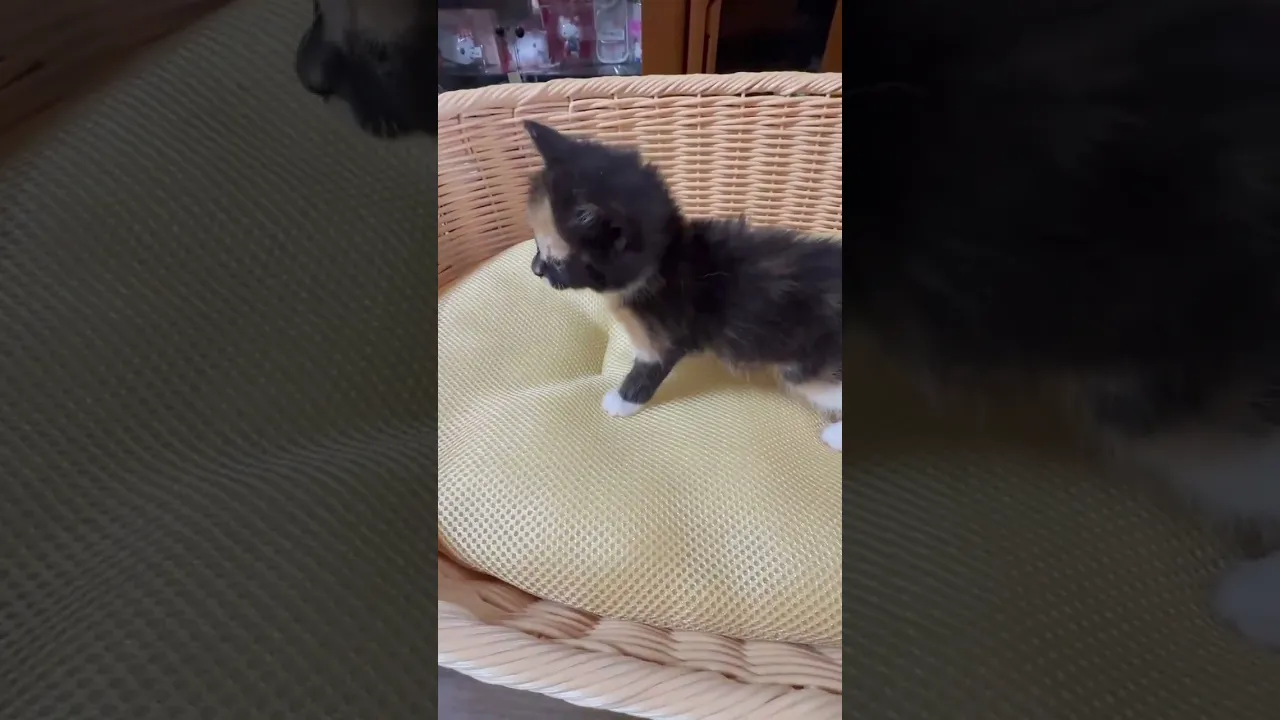 動画