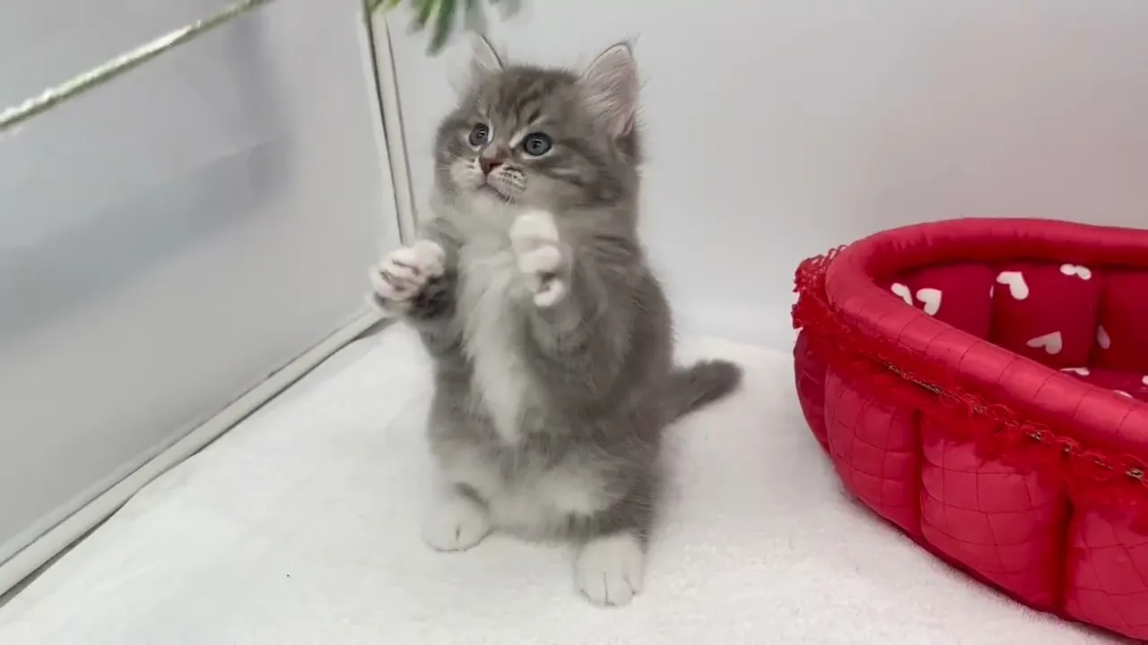 動画