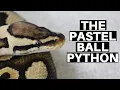 Morph Guide The Pastel Ball Python - Benjamin s Exotics