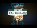 Human digestive system - How it works Animation