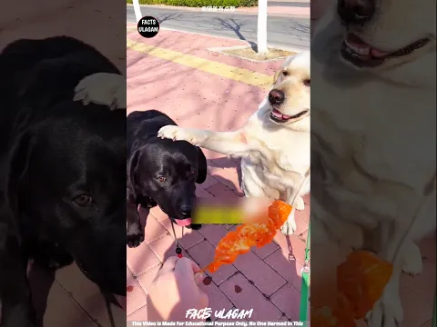 This Dog Refused to Eat Until His Friend Was Fed 🥺🐶| #factsintamil #factsulagam #short