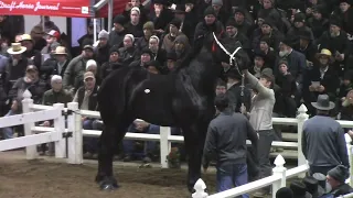 RECORD ALERT - 3 Percherons break the 200k mark Gordyville Mid America draft Horse Sale