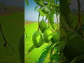 Download Lagu https://youtube.com/channel/UCcFxDcszKU_ep0z9U6E-Y3A?si=qr6LZTR8s2atUyIu#mountains#nature
