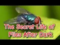 Where Do Flies Go at Night The Fascinating Truth Revealed
