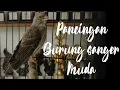 Download Lagu Pancingan burung sanger muda