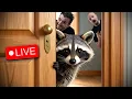 Download Lagu I RETROSCENA... - LIVE