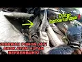 Download Lagu PANEN ANAK AYAM HUTAN‼️Pencarian Anak Ayam Hutan Hijau Dihutan Jati