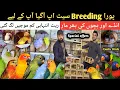 Lagu Amoos birds aviary | Complete breeding setup 