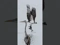 Download Lagu Osprey catches huge fish passes by heron !! Copyrighted Canon R1+Rf 100-500 #wildlife #birds