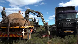 How Shamwari Moved 10 Elephants and Rescued an Orphaned Calf