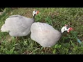 Guinea fowl Attacks Humans